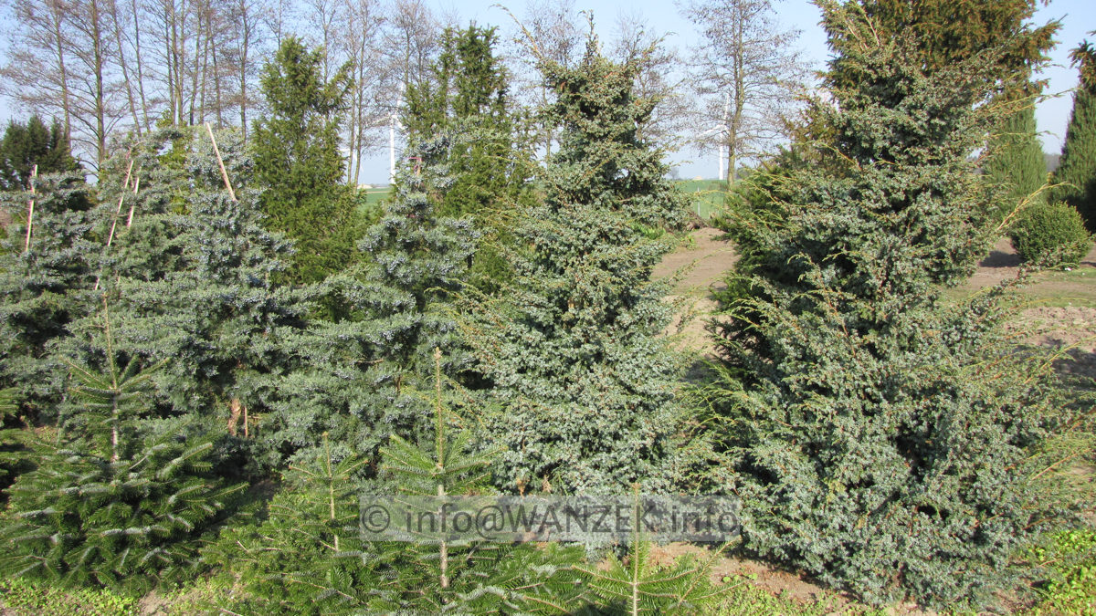 Juniperus chinensis Blue Alps aufrecht 2,5m 03.JPG